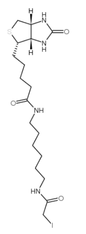 碘代乙酰基LC生物素/93285-75-7/Iodoacetyl-LC-Biotin 