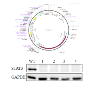 通过CRISPR-Cas9技术实现基因敲除