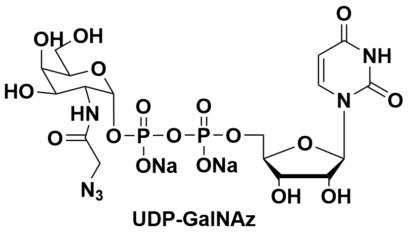 Uridine 5-diphospho-N-acetylazidogalactosamine disodium salt UDP-GalNAz