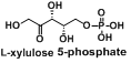 L-木酮糖-5-磷酸（L-xylulose 5-phosphate）