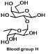 Blood group H disaccharide  Fuc-1,2-Gal 血型H二糖
