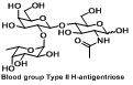 Blood group H trisaccharide 血型A抗原三糖