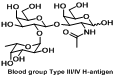 Blood group Type III/IV H-antigen