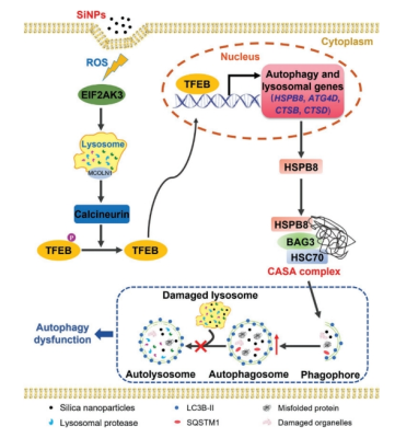 条件性基因敲除 定制服务