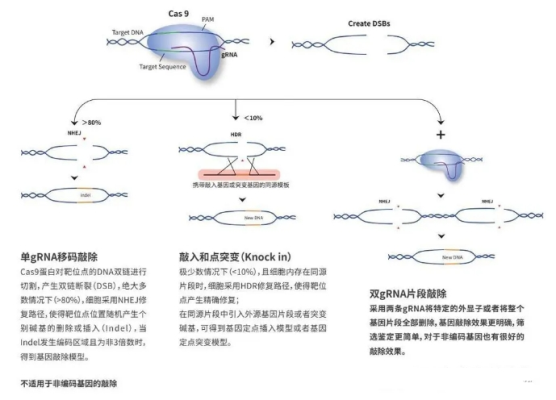 细胞实验技术服务，技术服务，齐岳生物供应