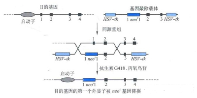 Tet诱导基因表达细胞稳转株构建