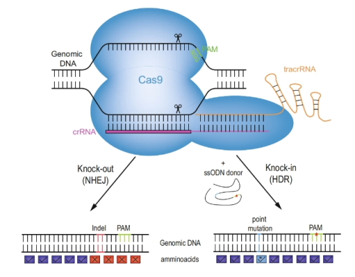 DNA Damage Response Genes MKOv4 Library