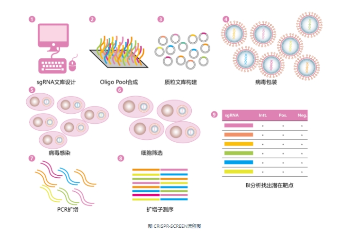 细胞融合基因 (Fusion)