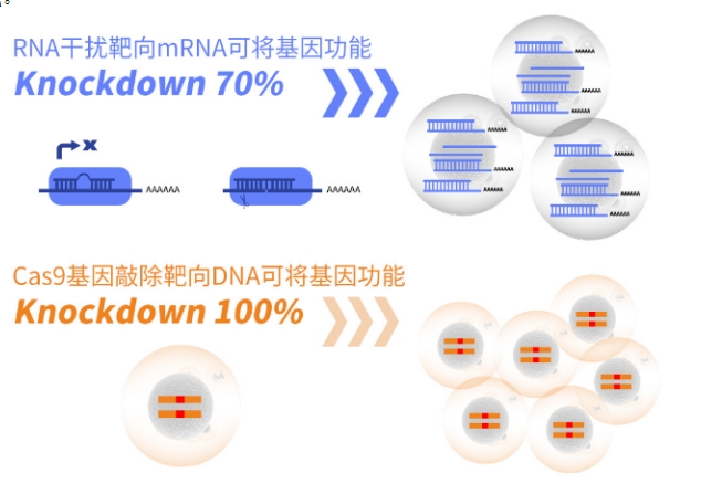 重组质粒的构建，定制服务