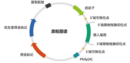 MALAT1 过表达质粒 (pcDNA3.1-MALAT1)，定制服务
