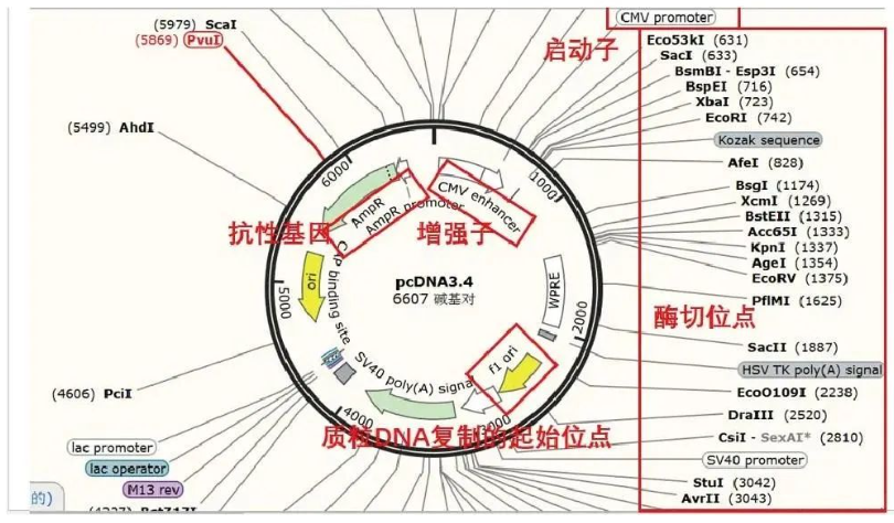 质粒载体的构建，结构与功能介绍
