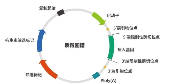 质粒的基本结构和功能|过表达质粒构建定制服务