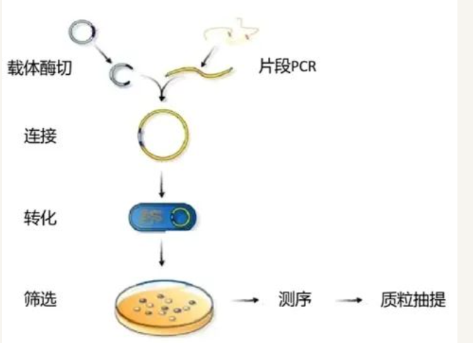 质粒构建的方法及组成元件