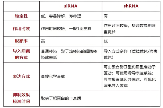 shRNA/过表达载体构建（shRNA和siRNA区别）