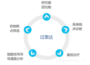 shRNA/过表达载体构建（shRNA和siRNA区别）
