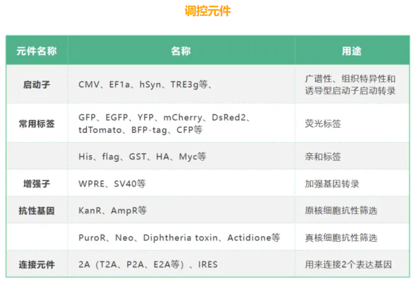 什么是基因过表达（gene overexpression）