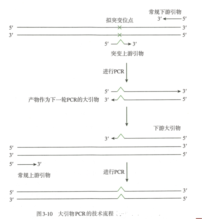 PCR介导的定点突变