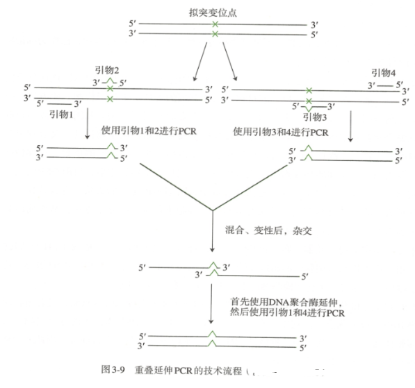 PCR介导的定点突变