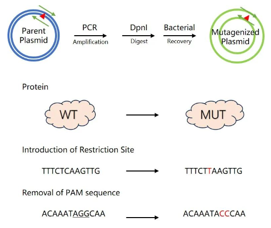 基因定点突变技术的实验方案，CRISPR/Cas9技术