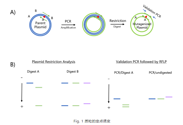 基因定点突变技术的实验方案，CRISPR/Cas9技术