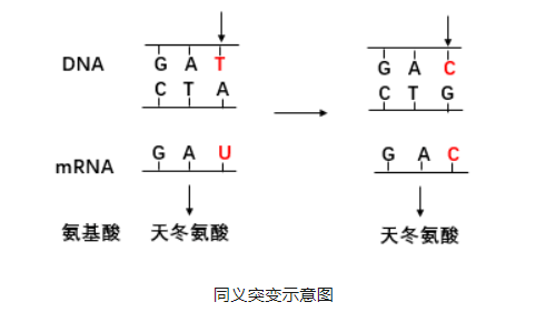 基因突变分类（点突变、插入缺失突变、动态突变）