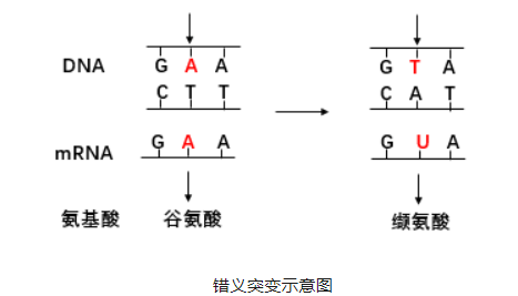 基因突变分类（点突变、插入缺失突变、动态突变）