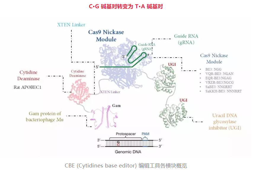 DNA单碱基编辑技术