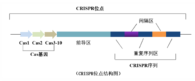 CRISPR-Cas9技术-基因编辑