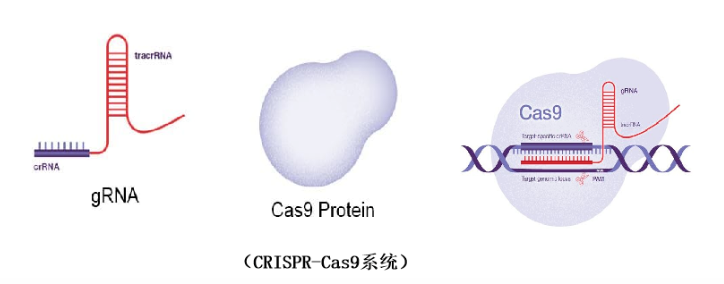 CRISPR/Cas9的基因编辑原理