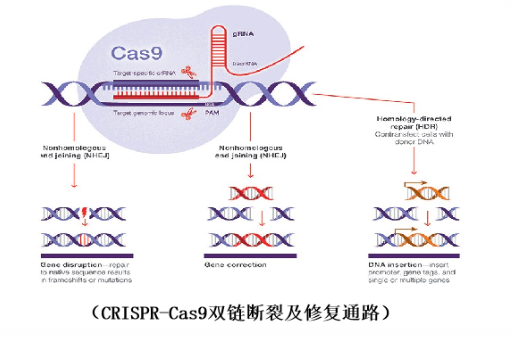 CRISPR/Cas9的基因编辑原理