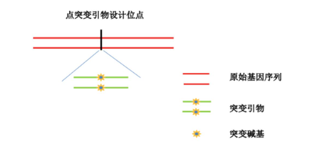 基因突变质粒的构建原理与方法