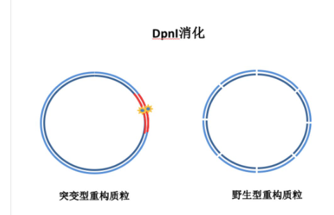 基因突变质粒的构建原理与方法