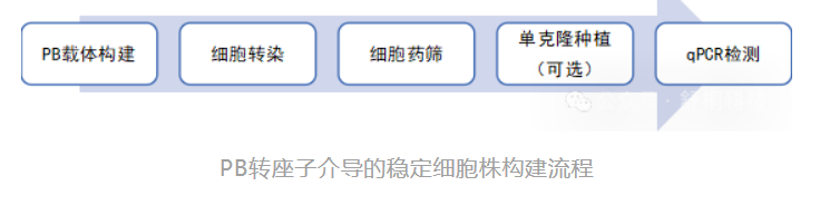 PB转座子系统构建基因过表达细胞，技术介绍