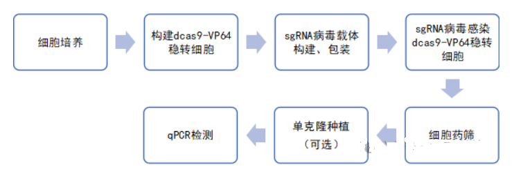 CRISPRa系统构建基因过表达细胞株