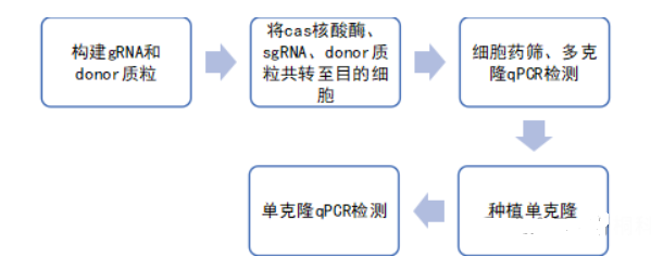 CRISPR KI技术构建基因过表达细胞株