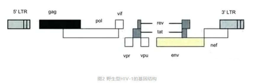 慢病毒载体的来源及结构，构建慢病毒表达载体
