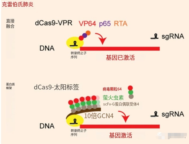 CRISPRa基因过表达技术，CRISPR/Cas9系统