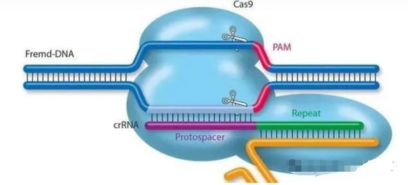 CRISPR-Cas9系统与慢病毒转染
