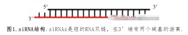 siRNA慢病毒质粒的优点与缺点说明