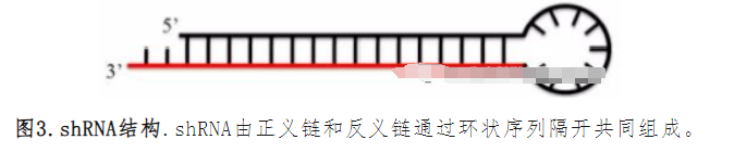 shRNA质粒介导的RNA干扰通路示意图