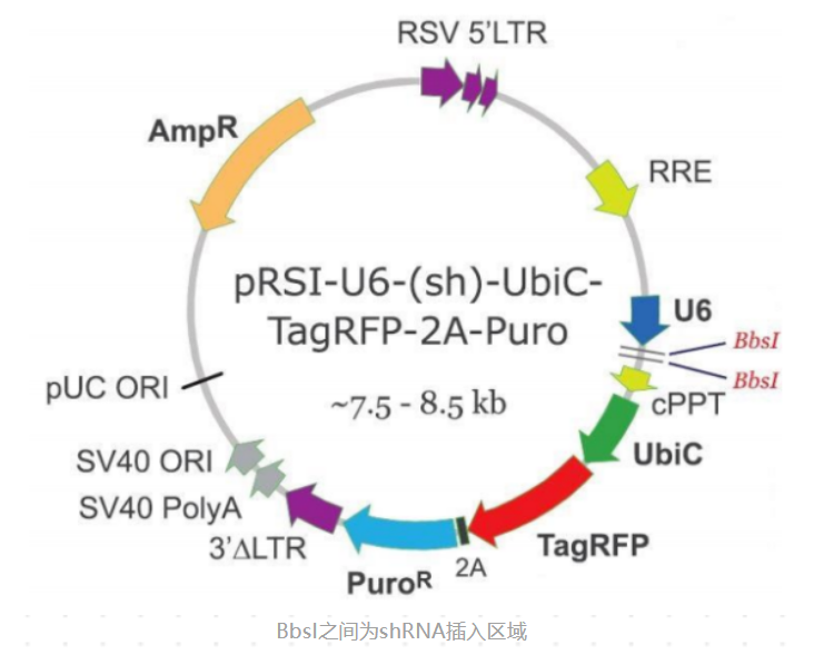 shRNA载体构建原则，短发卡RNA（short hairpin RNA）