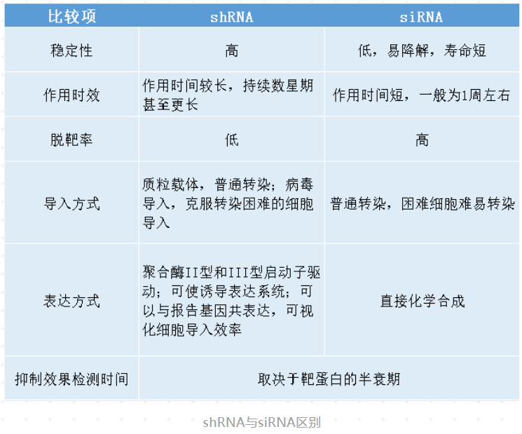 shRNA载体构建原则，短发卡RNA（short hairpin RNA）