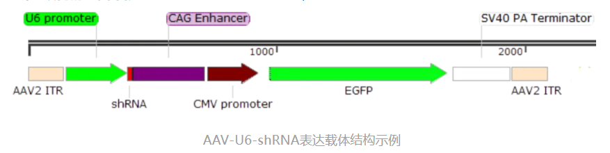 RNA干扰稳定表达细胞株构建原理