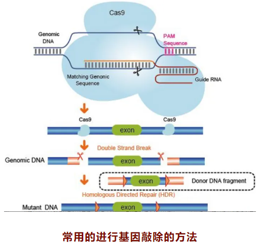 基因敲除细胞系的构建技术方法