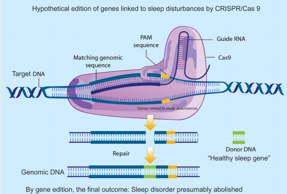 基因敲入技术(KI)-同源重组/病毒载体/CRISPR/Cas9系统