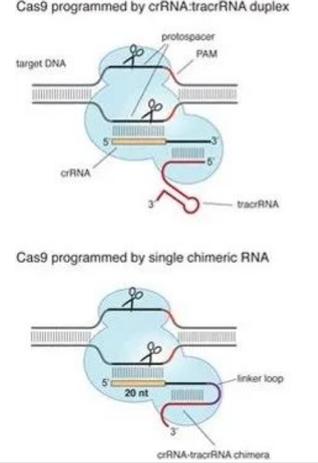Crispr/Cas9系统实现基因编辑/敲除/敲入，操作步骤