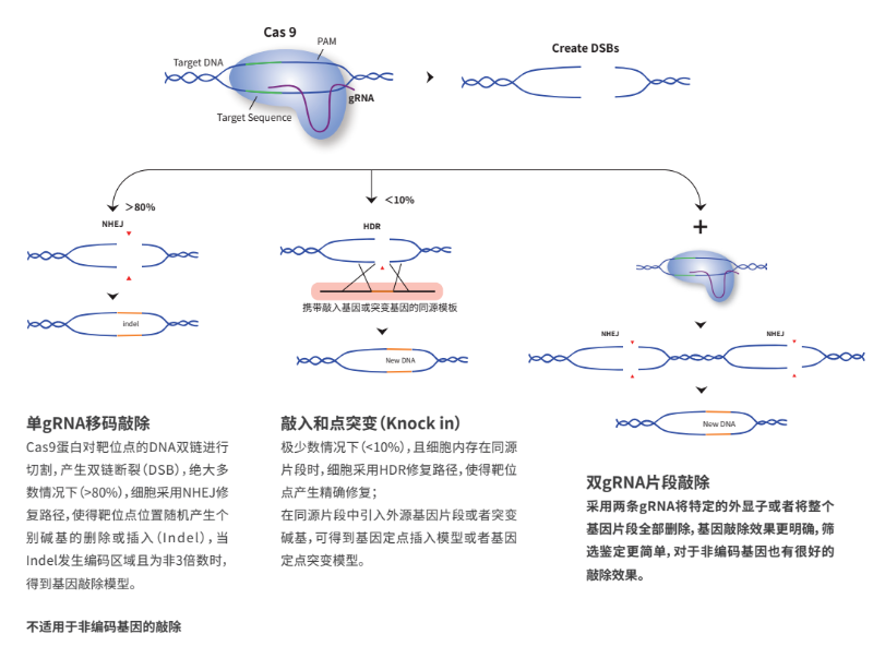 CRISPR/Cas9细胞基因敲除技术