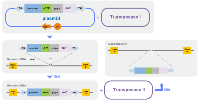 CRISPR/Cas9细胞基因敲除技术