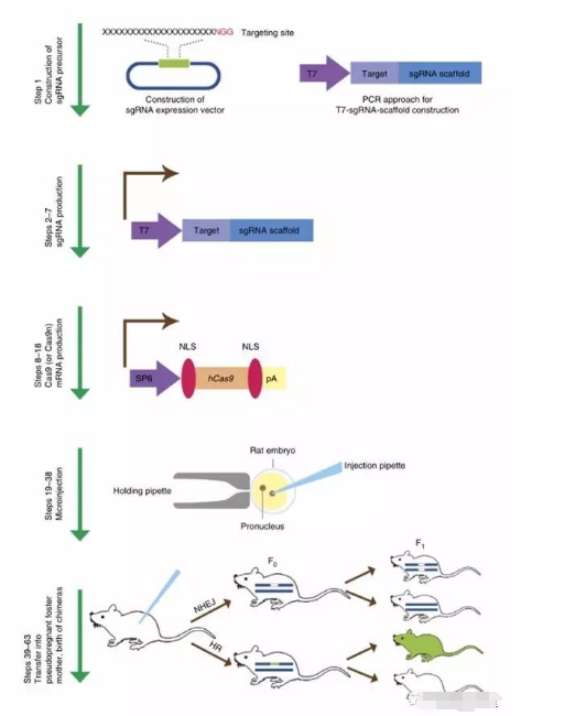 CRISPR/Cas9技术基因敲除鼠的构建