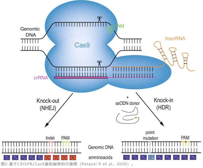 基于CRISPR/Cas9的基因敲除（KO）